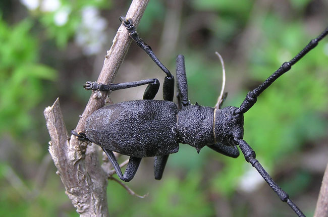 cerambicide in cerca di nome: Morimus asper